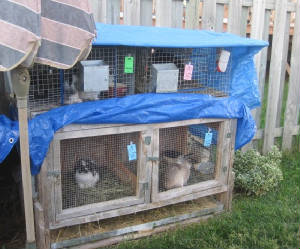 cage011.jpg
